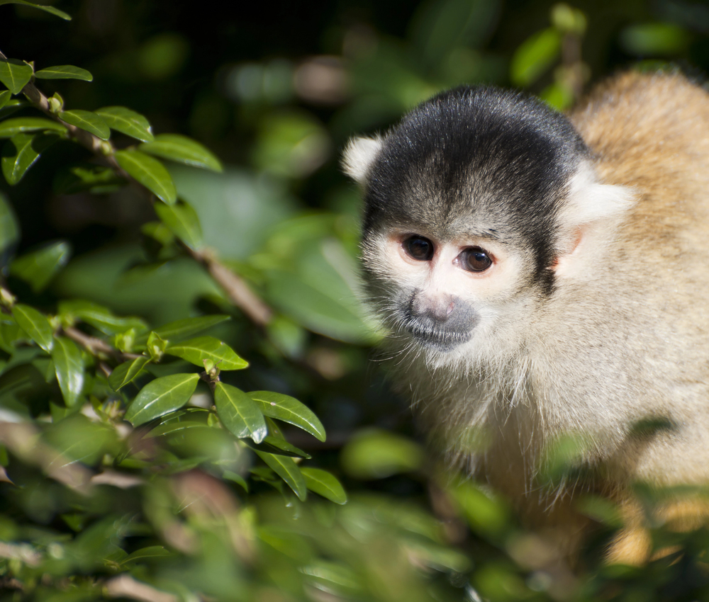 Monkey Land